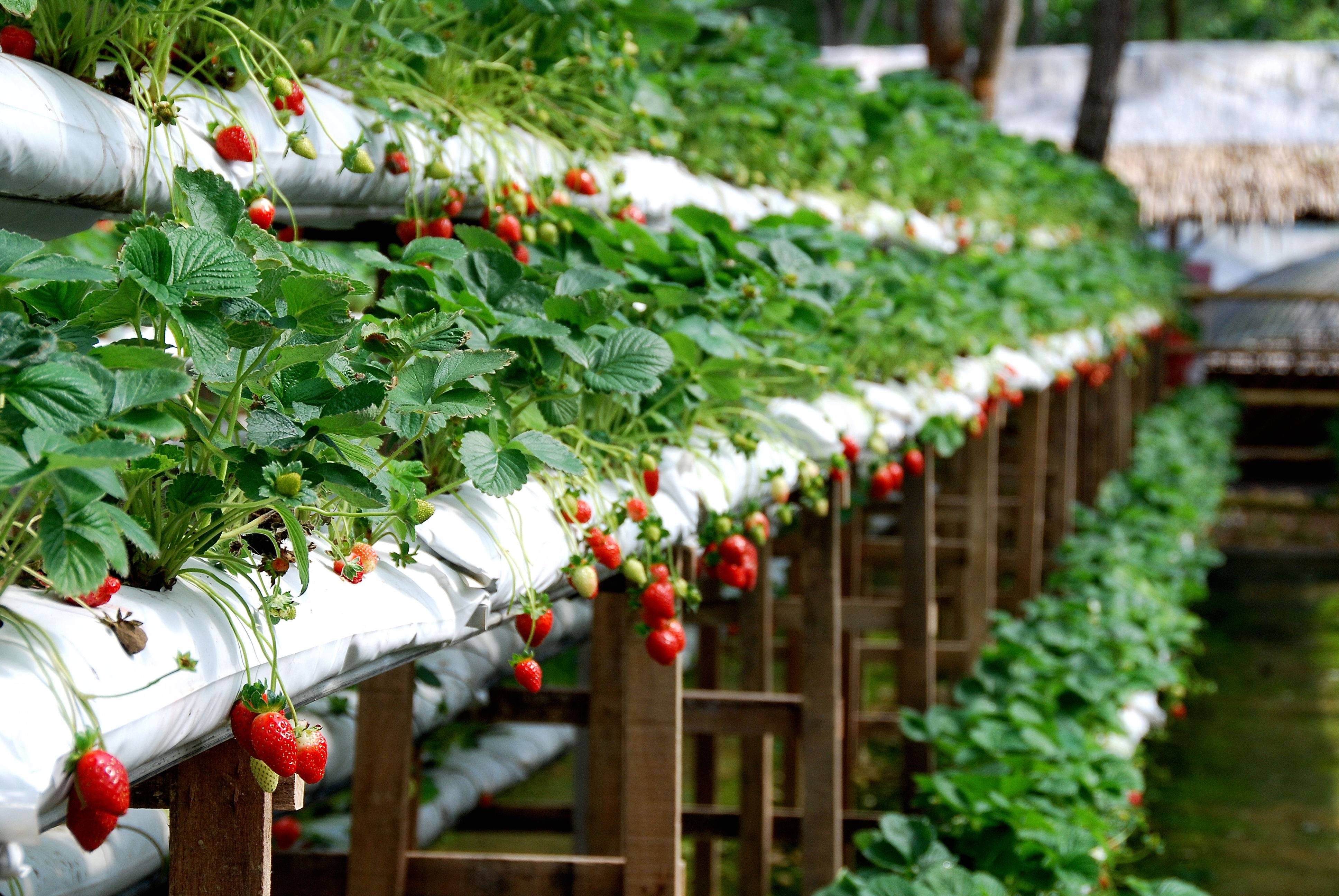 Выращивание клубники по голландской технологии: круглый год, в теплице, пошаговая инструкция, в открытом грунте, сорта, в домашних условиях