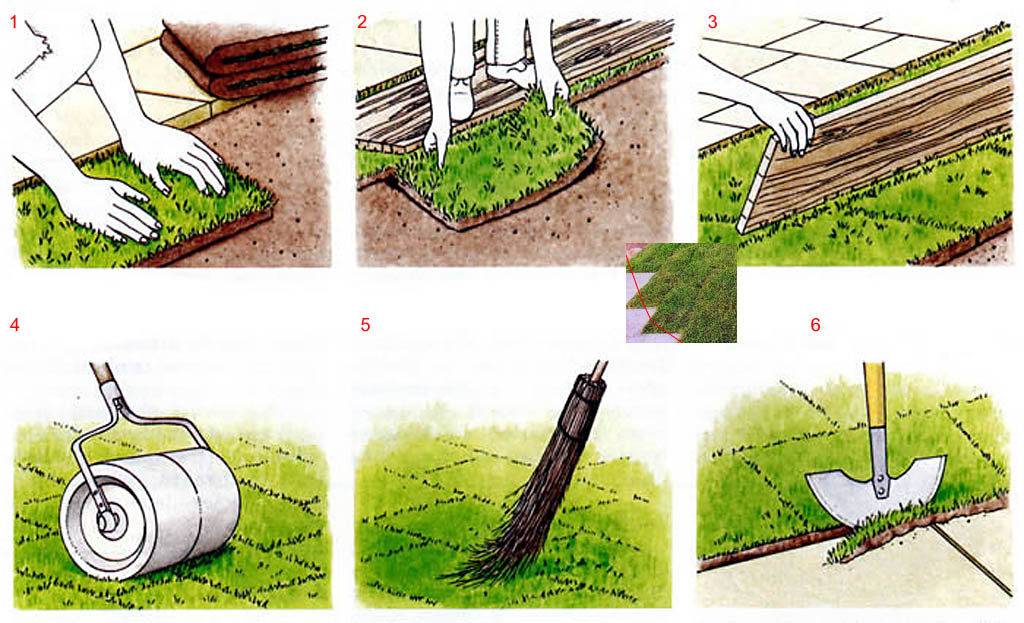 Рулонный газон: как правильно укладывать, ухаживать за ним, фото, видео процесса и полученного результата