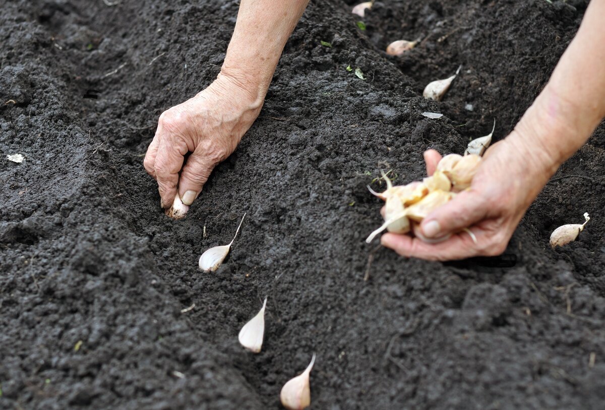 Как правильно посадить чеснок в открытом грунте, подготовка почвы