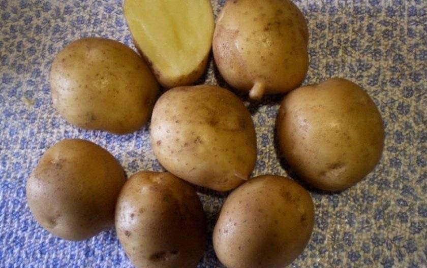 Сорт картофеля "каратоп": описание, фото, характеристика, достоинства и недостатки русский фермер