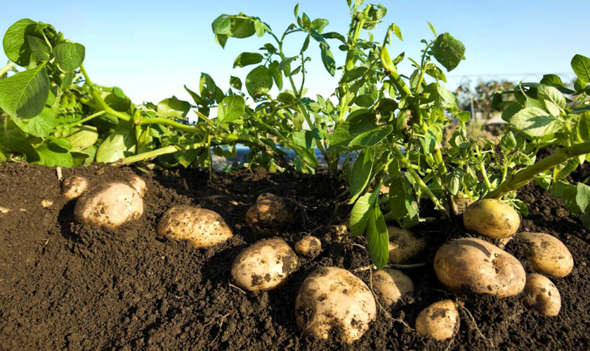 Пошаговые рекомендации: как вырастить картошку от а до я