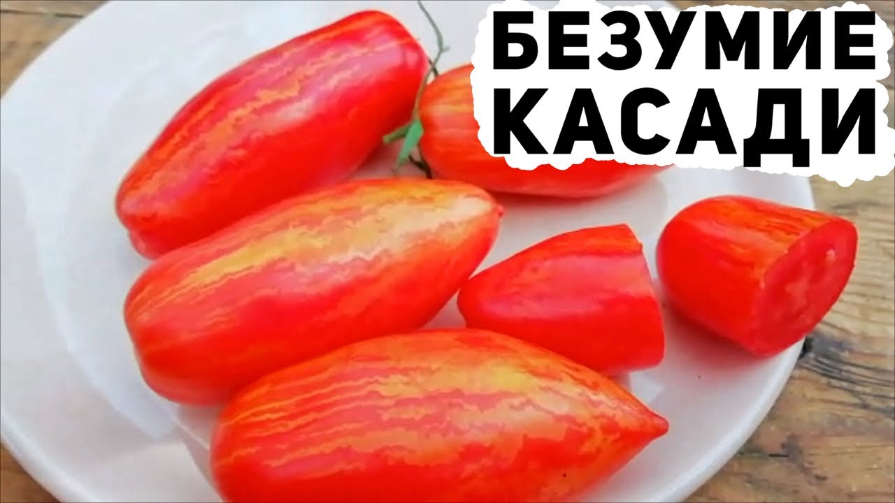 Описание полудетерминантного томата Безумие Касади и агротехника культивирования сорта