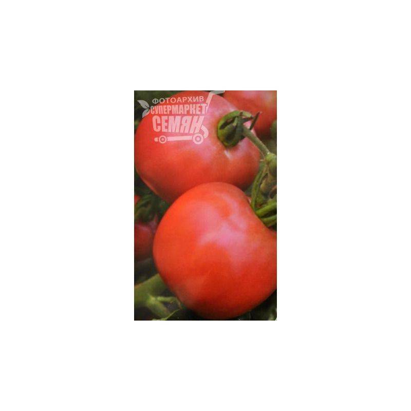 Особенности выращивания томата марьина роща: описание и характеристика сорта