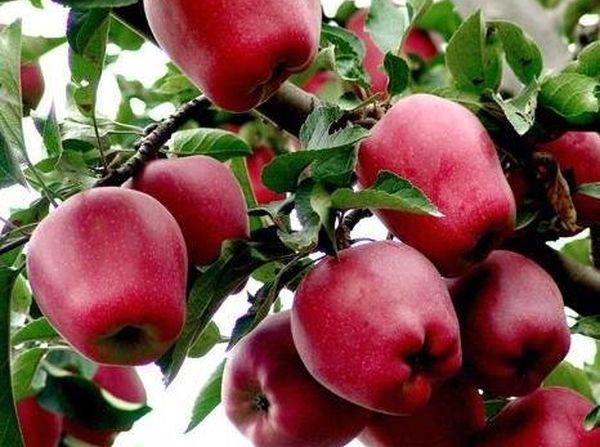 Высокоурожайная летняя яблоня ред фри