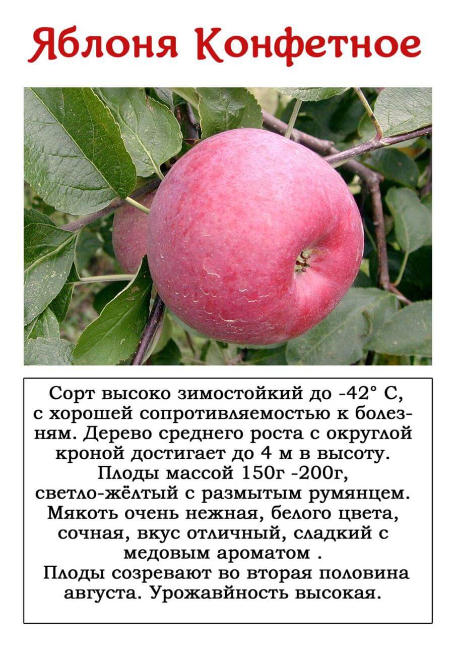 Яблоня красное раннее: описание, фото, отзывы