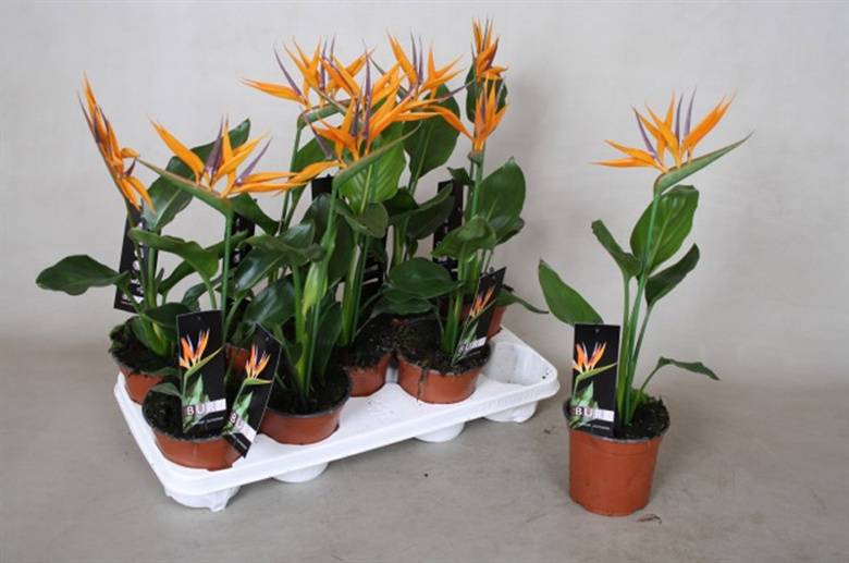 Экзотический цветок – стрелиция. выращивание в домашних условиях, также из семян и практические рекомендации