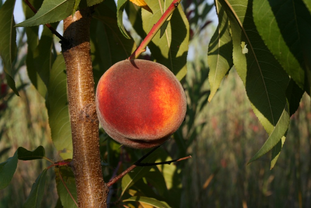 Персик в средней полосе россии: лучшие сорта, посадка, выращивание и уход