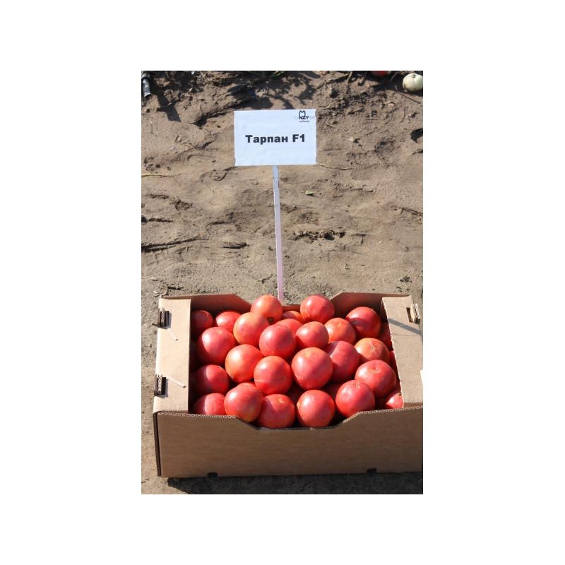 Современная агротехника: особенности технологии выращивания помидоров спрут f1 или как вырастить томаты на дереве?