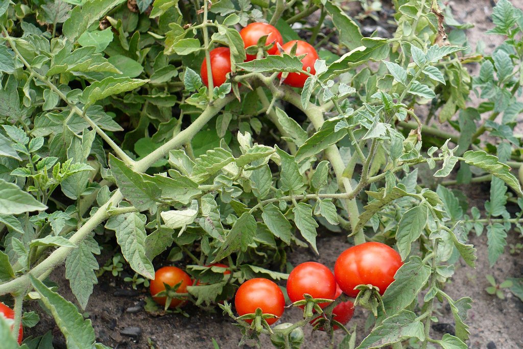Как увеличить урожай томатов: проверенный способ
