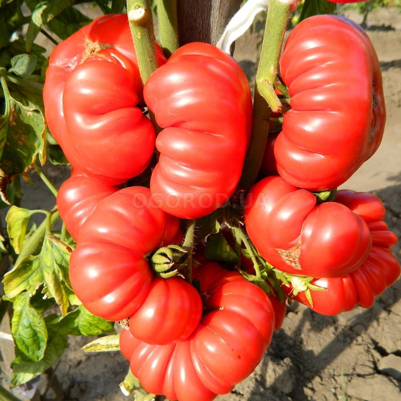 Характеристика и описание томата “американский ребристый”