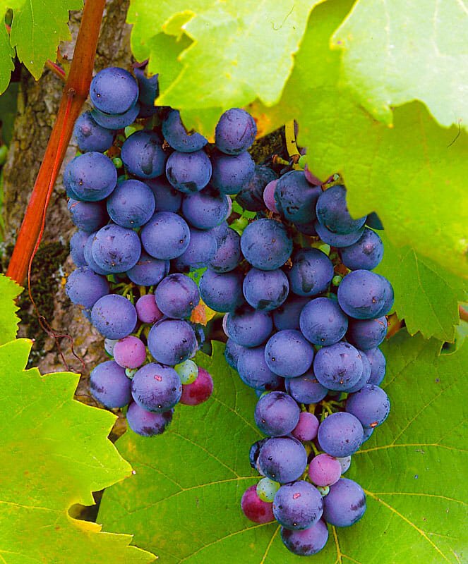 Виноград фиолетовый ранний: описание сорта, фото, посадка и уход