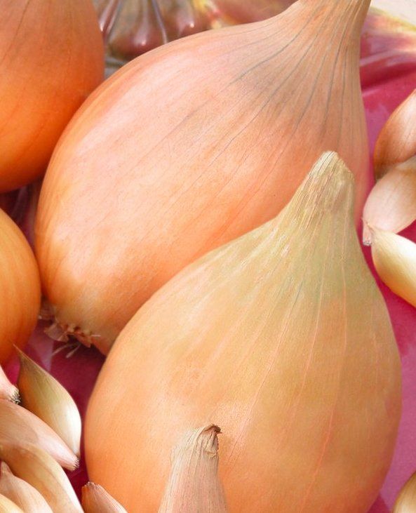Лук-севок шетана — особенности сорта и выращивания
