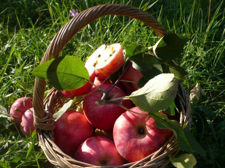 Почему не плодоносят яблони