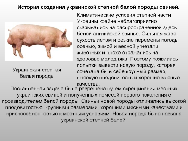 Лучшие мясные породы свиней: описания, достоинства, недостатки