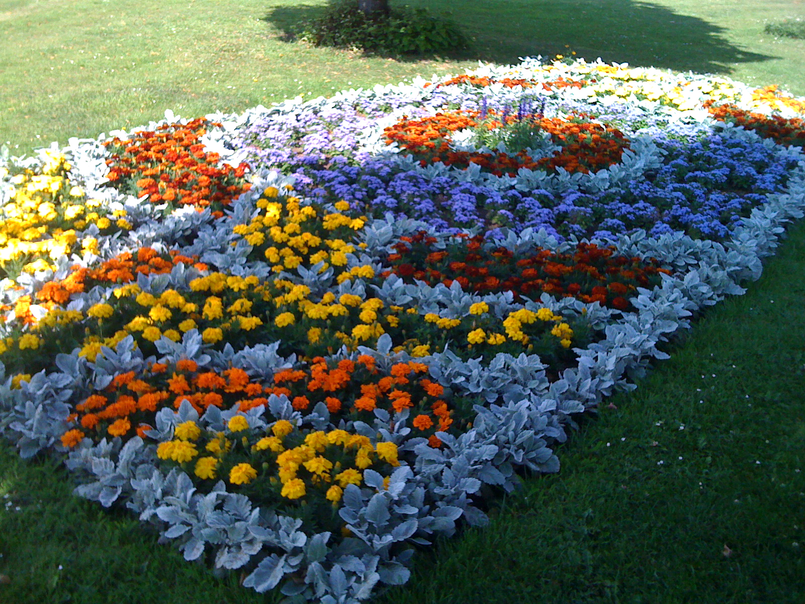Бархатцы: фото цветов на клумбе – как красиво посадить с петуниями и другими на даче, оформление в саду