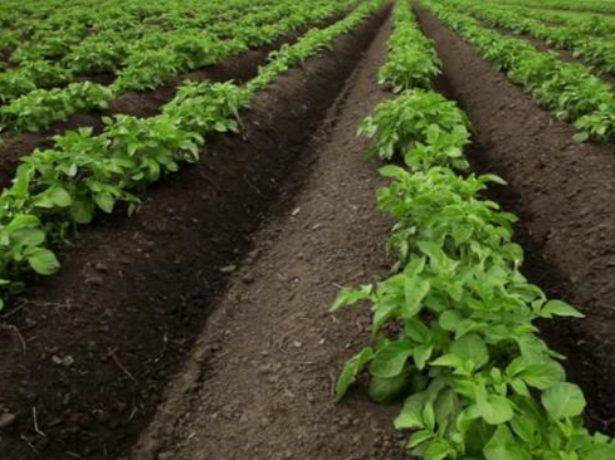 Особенности и правила выращивания картофеля по голландской технологии