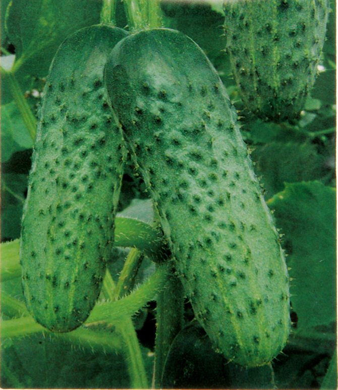 Огурец бьерн f1: описание сорта, отзывы, фото, урожайность