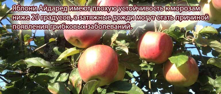 Описание и характеристики сорта яблонь благая весть, посадка и выращивание