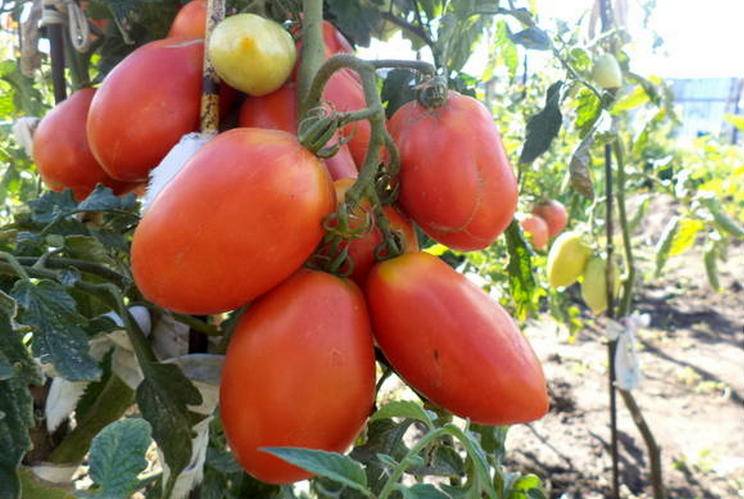 Описание сорта томата царевна лебедь, его характеристика и урожайность - всё про сады