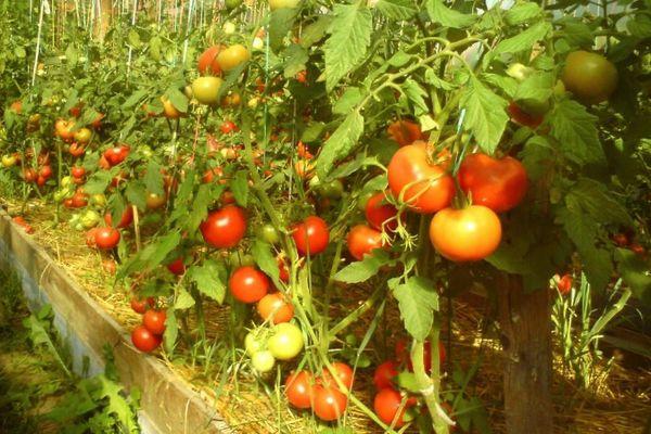 Характеристика и описание томата Енисей f1, агротехника выращивания сорта