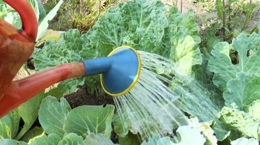 Как правильно поливать капусту и когда это лучше всего делать ?