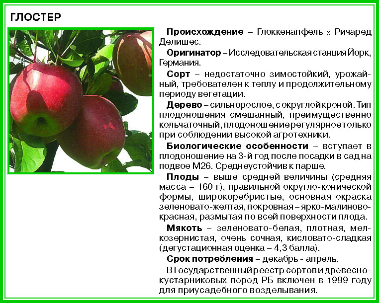 Сорт яблони «триумф»: характеристика, плюсы и минусы, агротехника выращивания