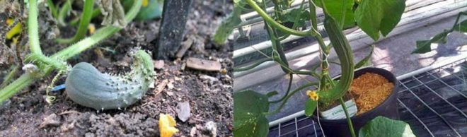 Почему огурцы не растут, хотя завязей много: как добиться урожая