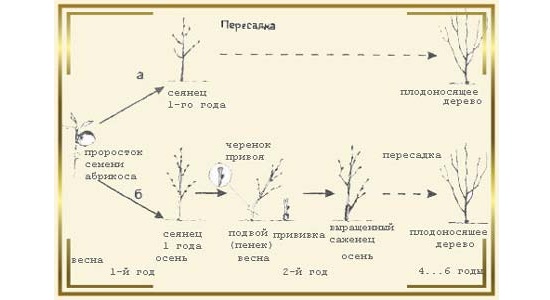 Схема посадки яблонь