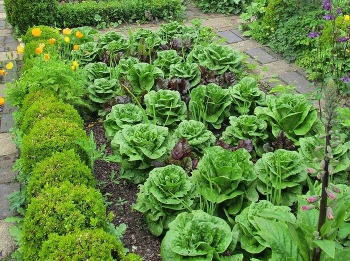 Советы огородникам: как выбрать место для выращивания петрушки, что можно посадить рядом с ней и другие рекомендации
