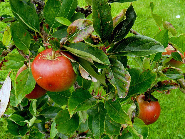 Карликовые яблони: сорта, посадка и уход, фото, отзывы