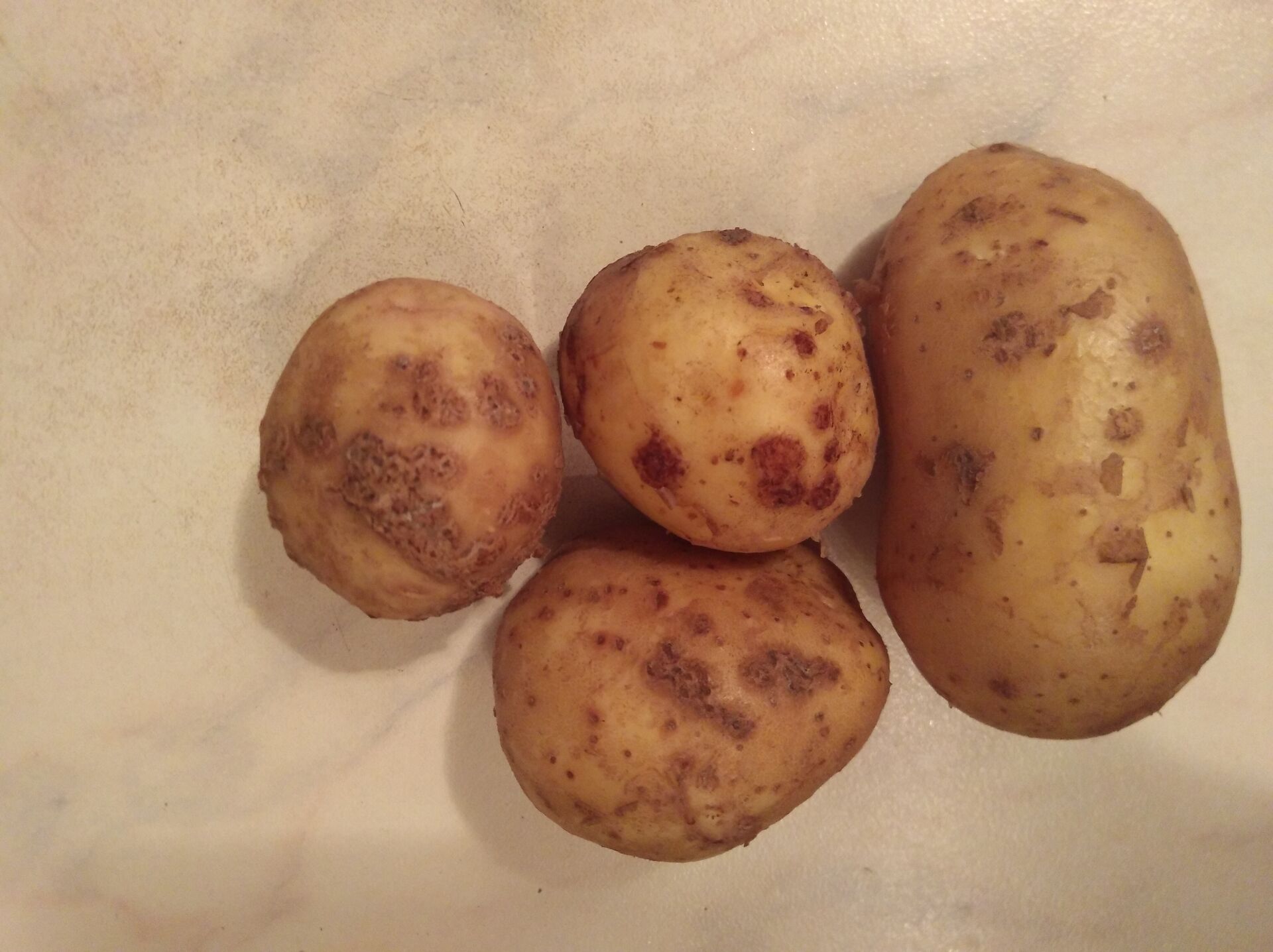 Лучшие сорта картофеля: фото и описание