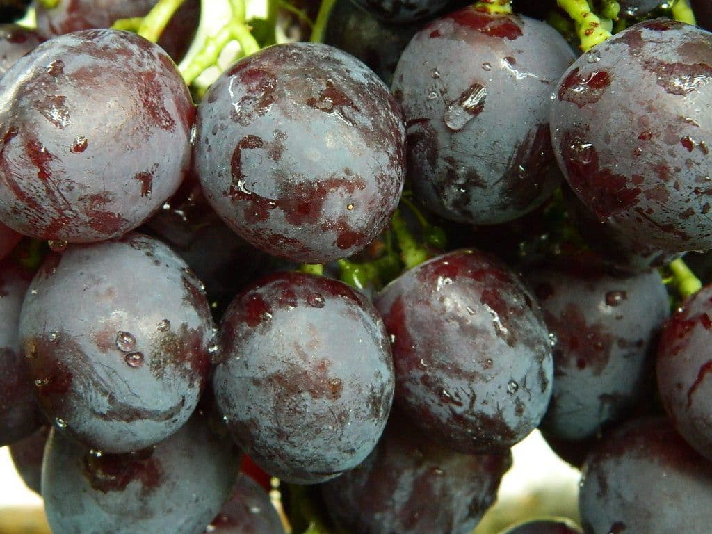 Виноград кардинал: описание крупноплодного сорта с отличными вкусовыми характеристиками