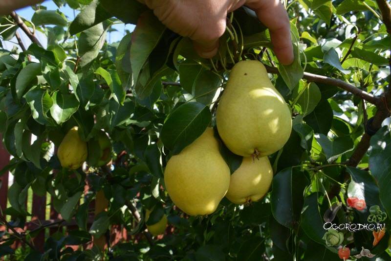 Груша москвичка: выращиваем плодородное дерево в саду