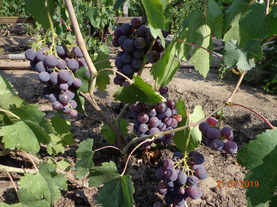 Виноград арочный: урожайный и декоративный зимостойкий сорт