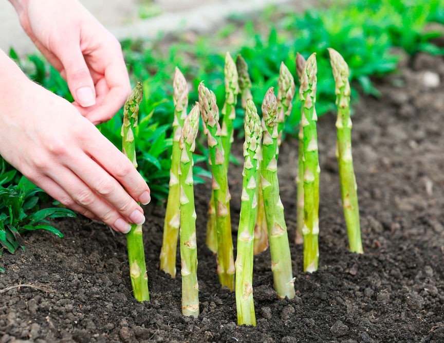 Мастер-класс по выращиванию аспарагуса из семян в домашних условиях