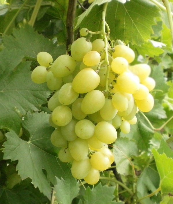 Описание сорта винограда «лора»: характеристики, особенности ухода и обзор отзывов