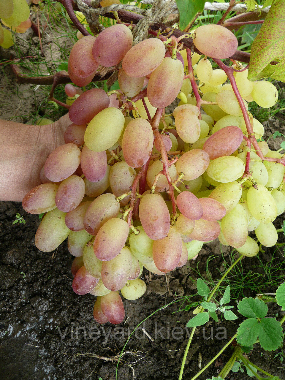 Сорт винограда Анюта