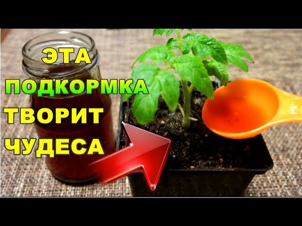 Подкормка в домашних условиях золой рассады томатов и взрослых кустов, как применять в виде раствора, и полезен ли в качестве удобрения табачный пепел для помидор? русский фермер