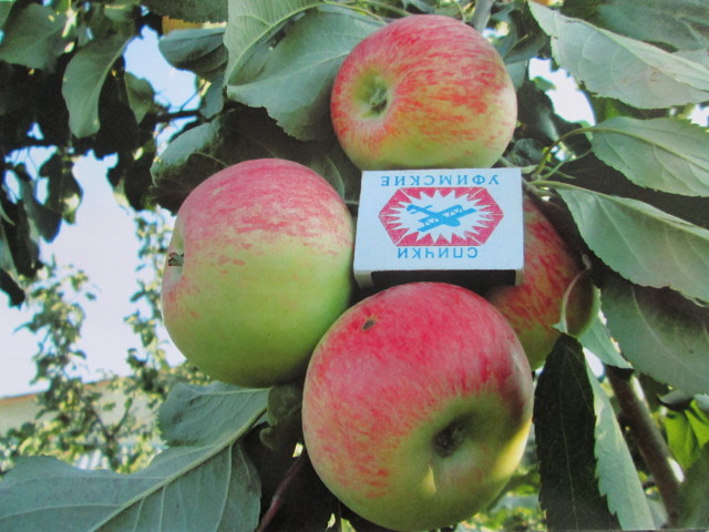 Описание сорта яблони уралец: фото яблок, важные характеристики, урожайность с дерева