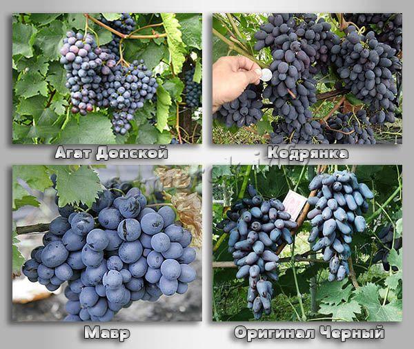 Виноград сорта кодрянка – желанный гость из молдавии на наших участках