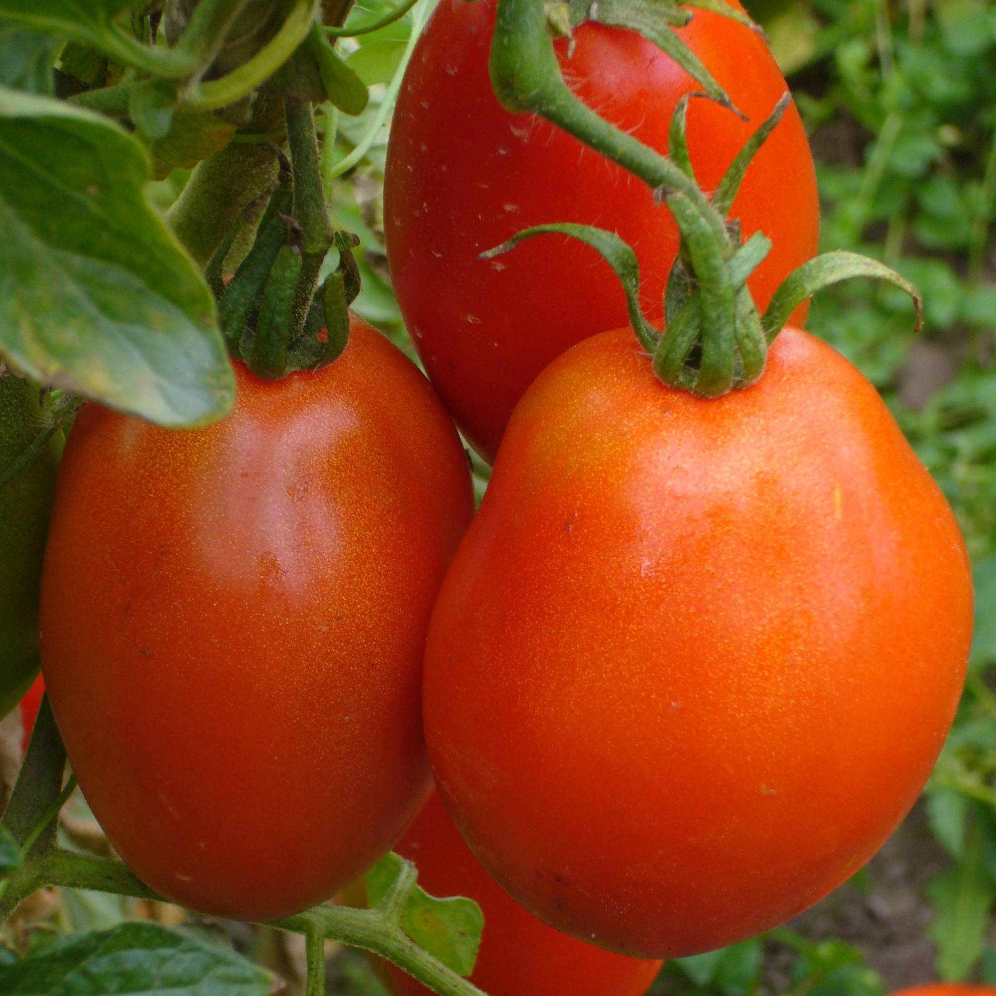 Описание сорта томата Боец (Буян), его характеристика и выращивание