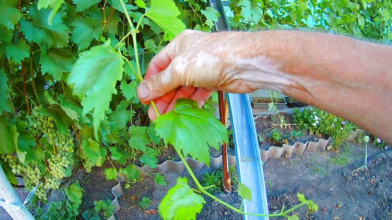 Обработка винограда пищевой содой