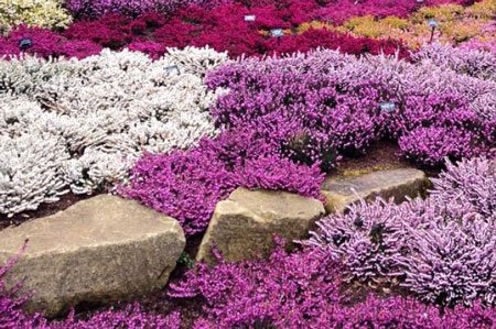 10 критериев подбора растений для декоративных композиций. выбор цветов для цветника. фото — ботаничка.ru
