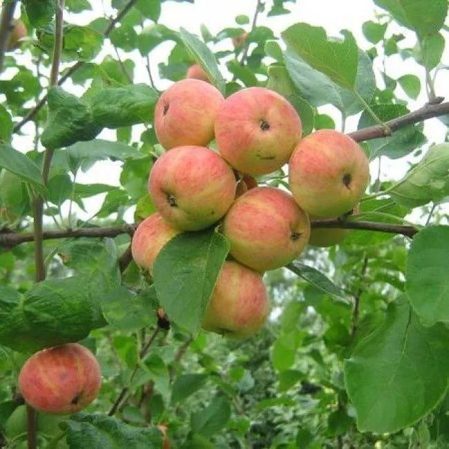 Описание яблони сорта Уралец и правила выращивания штамбовой культуры