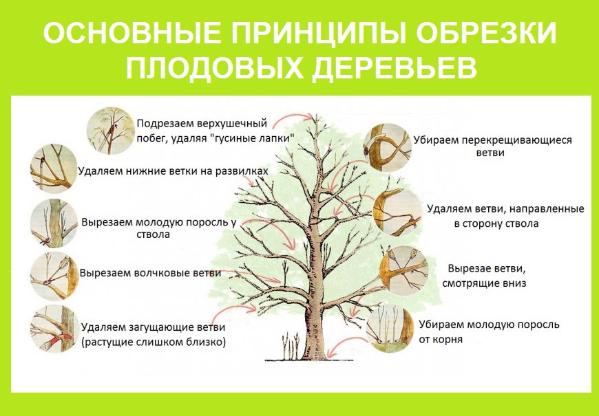 Обрезка деревьев: 7 правил формирования кроны плодовых насаждений