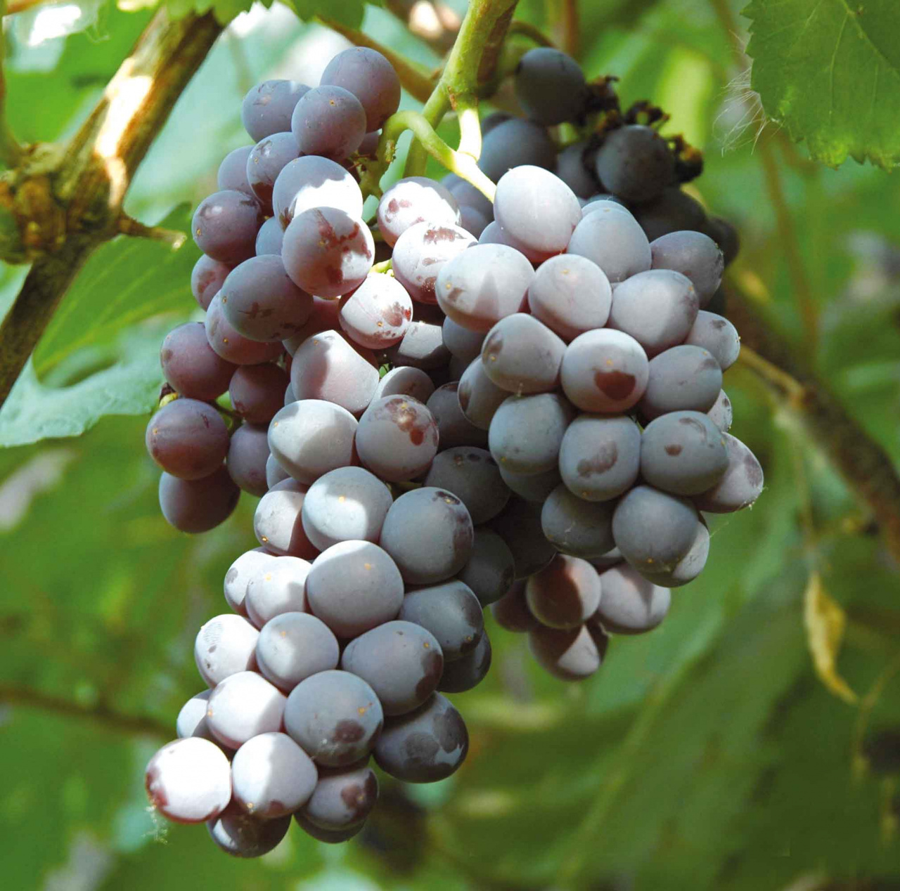 сорта амурского винограда фото