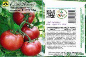 Гибрид дебютантка: полное описание и рекомендации по уходу за томатом