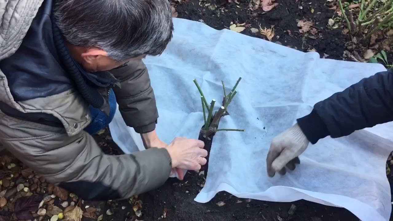 Какие розы укрывают на зиму. Подготовка укрытие роз на зиму. Подготовка роз к зиме. Розы в зиму обрезать и укрывать. Подготовка хосты к зиме.