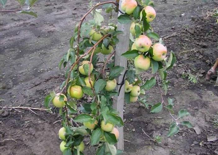 Что делать, если колоновидная яблоня не плодоносит и причины отсутствия цветения