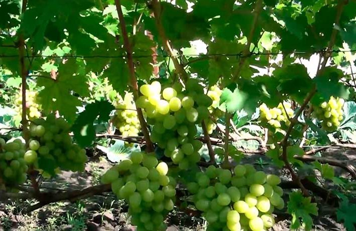 Агротехника винограда - размножение